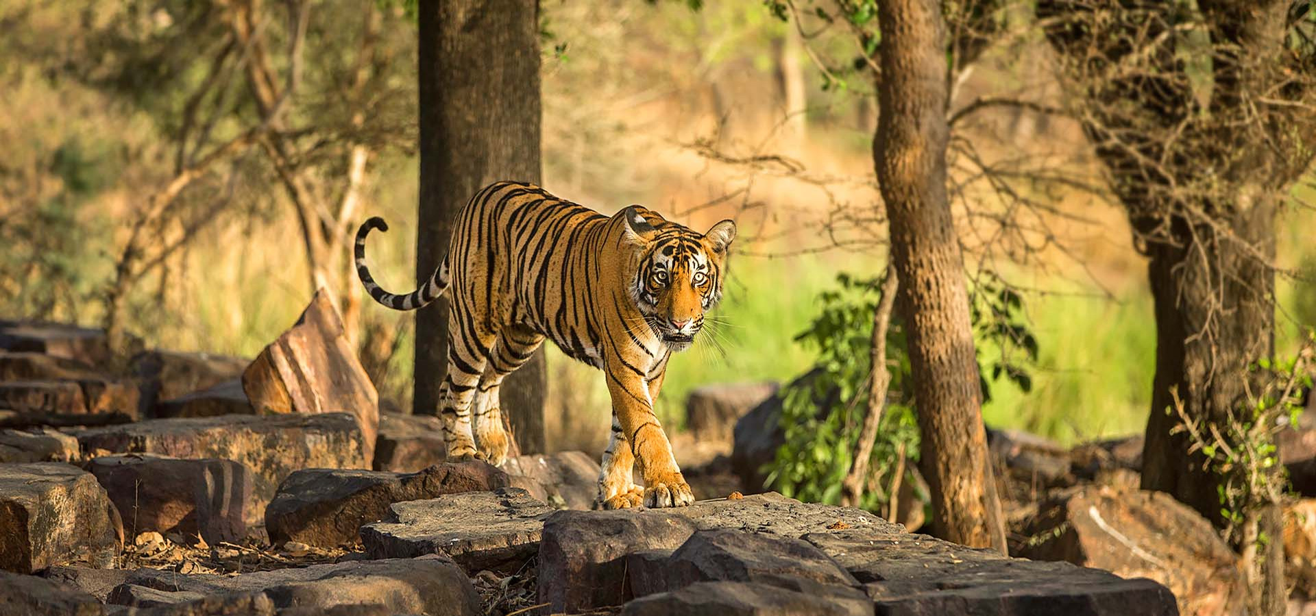 Best 5 Star Resorts in Sawai Madhopur 